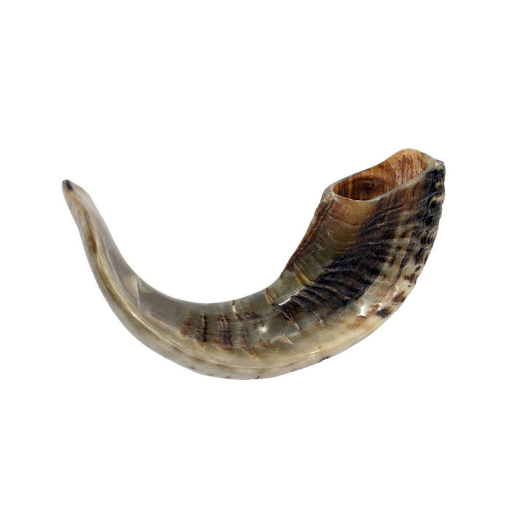 SHOFAR RAM HORN  8" - 10"